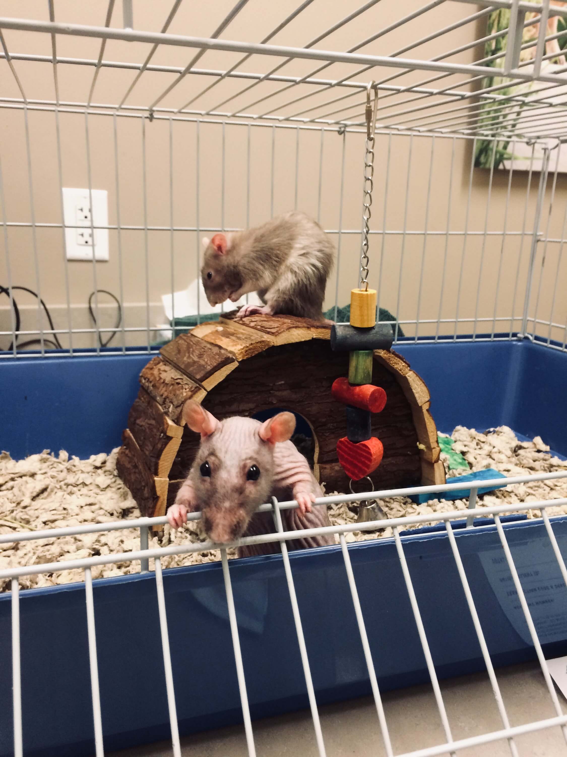 ArfMassage_Hairless_Rat_1