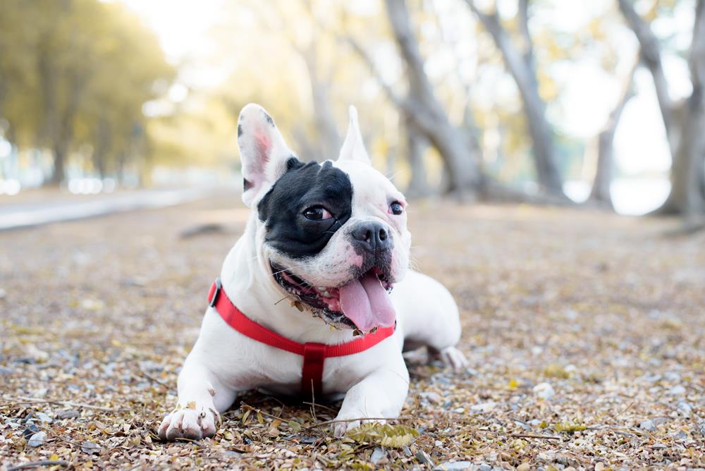 Giving Subcutaneous Fluids for Cats and Dogs