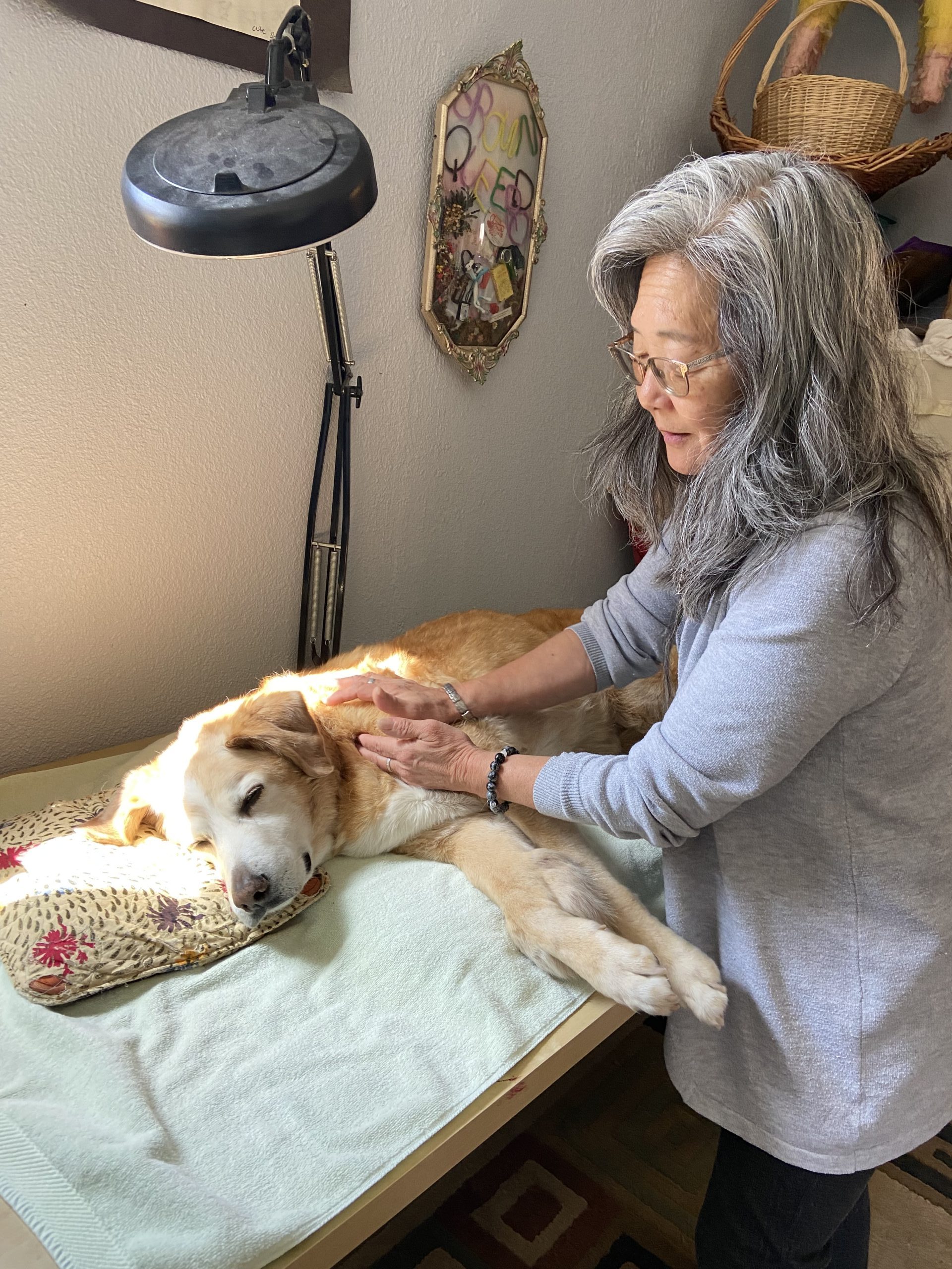 Pet Massage Therapist in Denver, CO