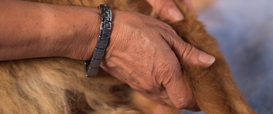 Pain Relief for Dogs