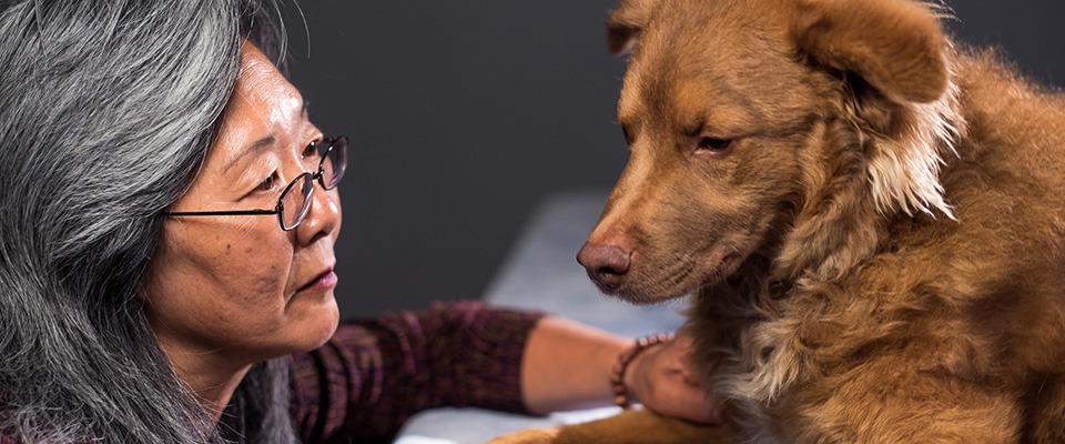 Administering Medications for Dogs